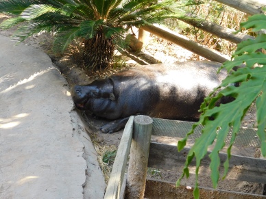 Lazy hippo